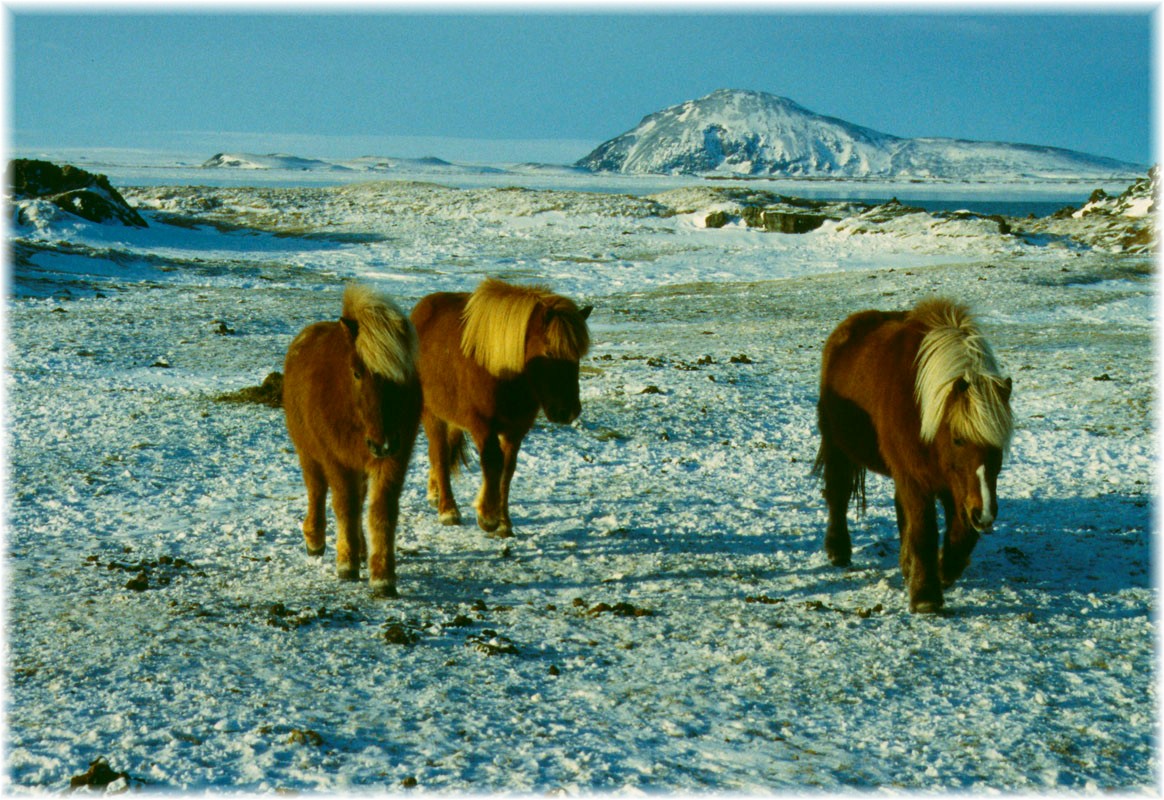 Island, Islandpferde am Mývatn, im Hintergrund der Vindbelgur