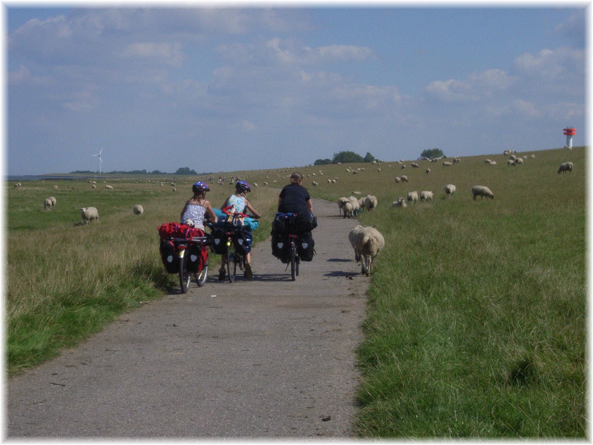 Nordseeküstenradweg, North Sea Cycle Route, Deutschland, Deich und Schafe