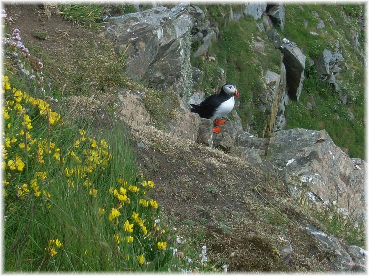 Nordseeküstenradweg, North Sea Cycle Route, Schottland, Shetlands, Papageitaucher am Vogelfelsen